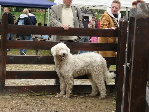 rex%20118.jpg