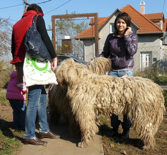 kulcsi%20komisz%20%C3%A9s%20lovagl%C3%A1s%20014.jpg