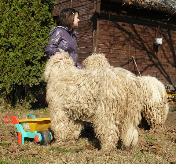 kulcsi%20komisz%20%C3%A9s%20lovagl%C3%A1s%20026.jpg