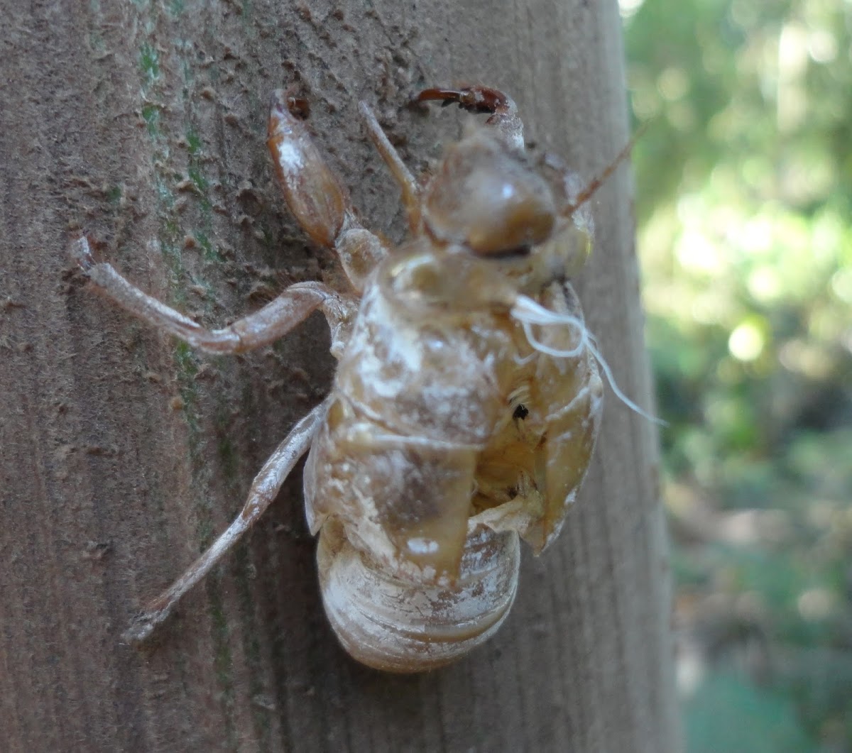 Cicada's exuvia