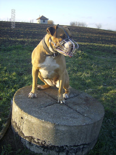 Molly%20a%20hat%C3%A1rban%20002.jpg