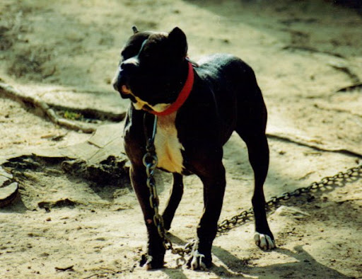 Gr.Ch.%20Street%20Sweeper%20-%20sire%20of%20ZW%20666.jpg