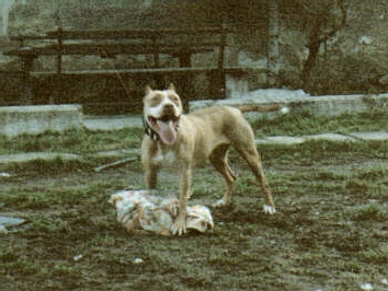 Bonnie.jpg
