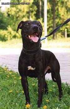Black%20Storm%27s%20Ch.Gro%20%284xw%201xl%29.jpg