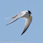 Little tern; Charrancito