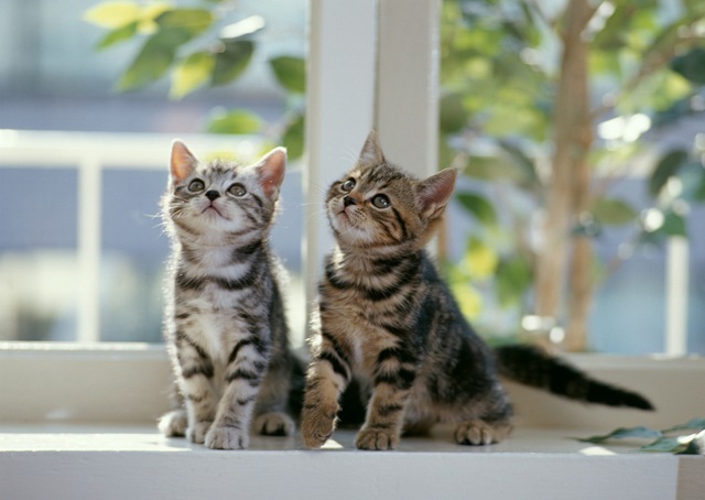 [Kittens-cats-5979907-2560-1817[4].jpg]