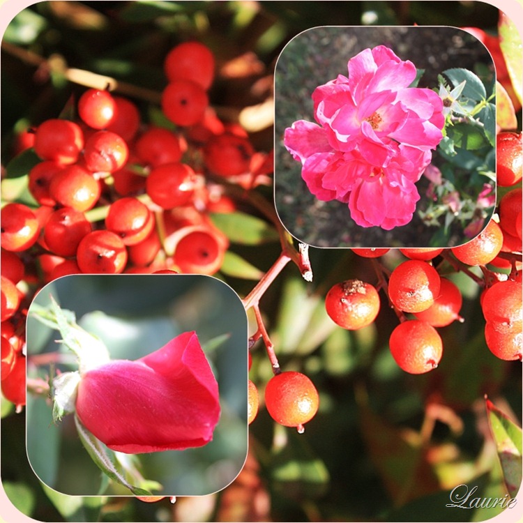 roses - berries