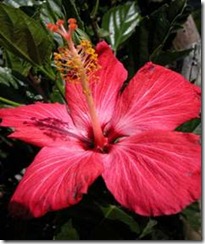 clip_image004