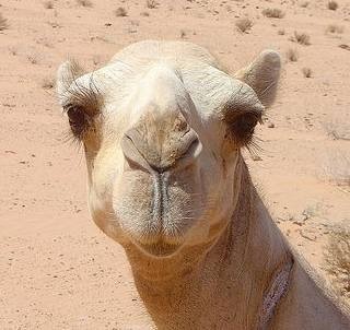 [Camel_Jordanian_Desert[7].jpg]