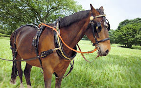 Single English Collar Patent Leather Presentation Horse Harness