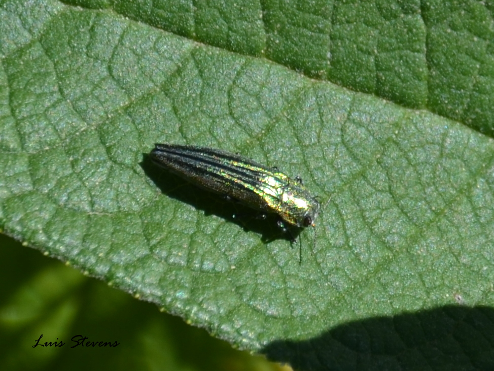 Jewel Beetle