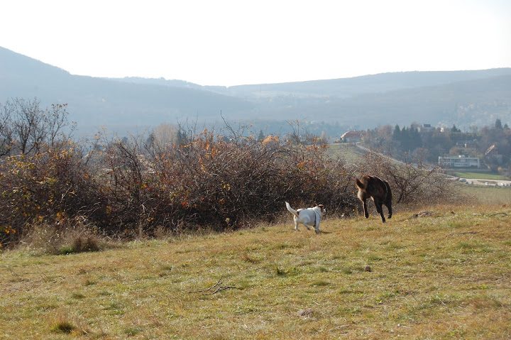 DSC_0502.JPG