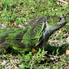 Green Iguana