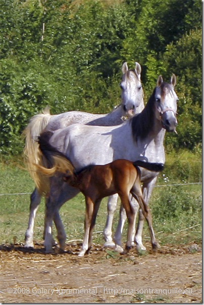 Equesterie Tranquille, La Pène