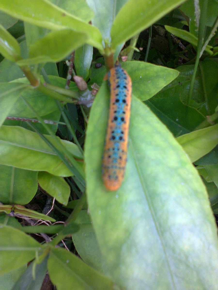 Blue Tiger Moth Caterpillar