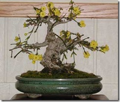 jasminum-nudiflorum-bonsai