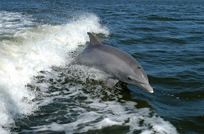 dophins Bottlenose dolphin