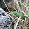 Smooth green snake
