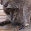 Red-necked Wallaby/Bennett's Wallaby