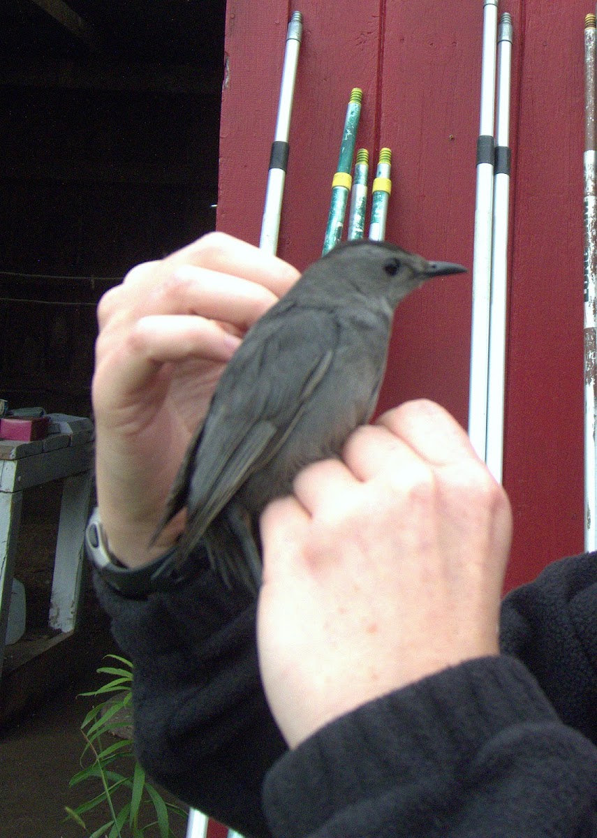 Grey Catbird