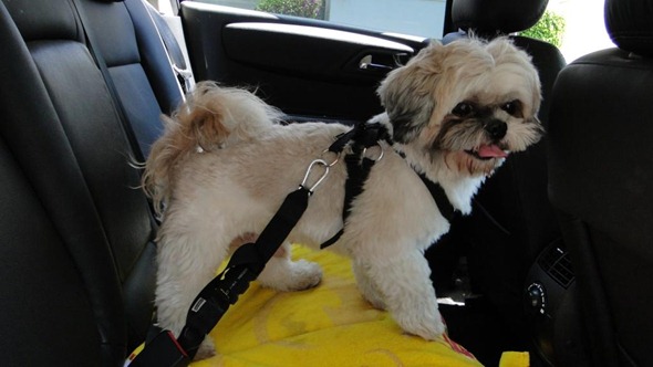 Dicas para viajar de carro com seu cachorro - Viaggiando