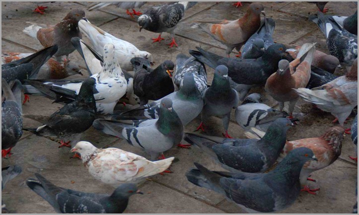 Τα περιστέρια τις πλατείας, περιμένουν το πρωινό τους -- Pigeons squares