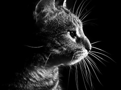 50+素晴らしいかっこいい 猫 画像