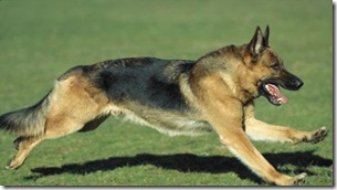 police dog alsatian[4]