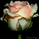 Rose Dew Live Wallpaper