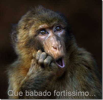 animais engraçados 6