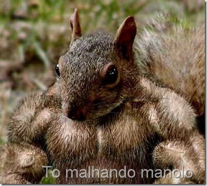 esquilo-musculado