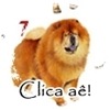 As 10 raças de cães mais perigosas do mundo