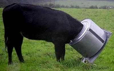 Animal-Get-Amazingly-Stuck-3