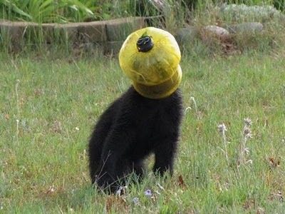 [Animal-Get-Amazingly-Stuck-8[6].jpg]