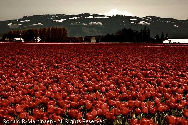 tulip_festival_034-edit-Edit