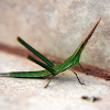Nosed Grasshopper