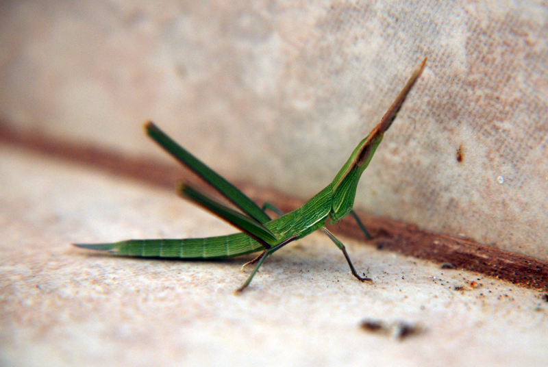 Nosed Grasshopper