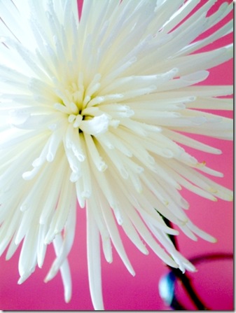 white pompom on lt pink- WEB