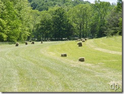 Bales in the field