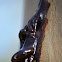 Spotted Gum (sap)