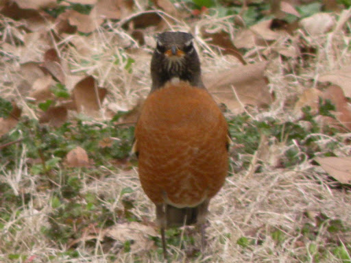 chinese tattoos sayings