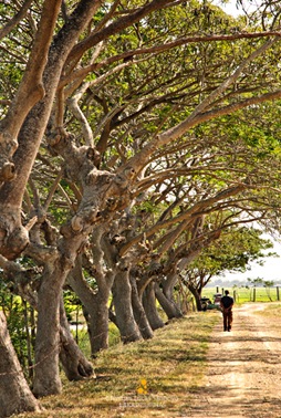 The Trees Along Dona Simang in Candaba