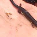 Lead Phase Eastern Red-Backed Salamander