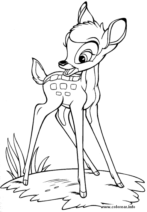bambi-solo