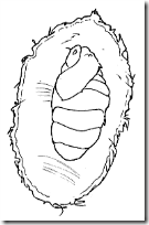 ciclo de los gusanos de seda www.colorear (5)