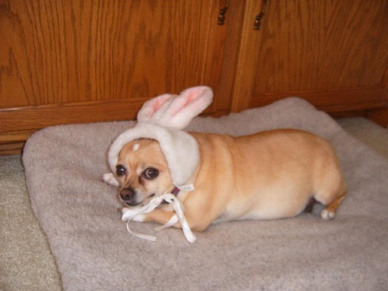[perros pascua blogdeimagenes (1)[4].jpg]