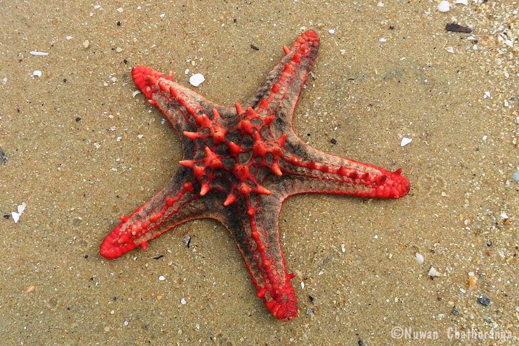 Red-knobbed starfish