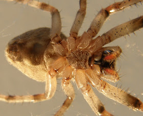  Walnut Orb-Weaver Spider (Nuctenea umbratica), pók, keresztespók, Lágymányosi híd   