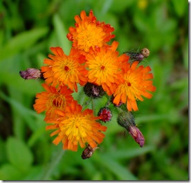 DSCF1272