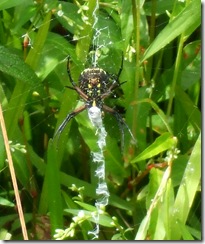 DSCF2177